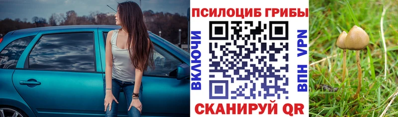 Псилоцибиновые грибы Psilocybe как найти закладки Вилючинск
